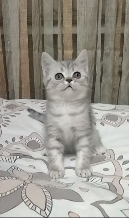 Две девочки. Скоттиш Страйт.