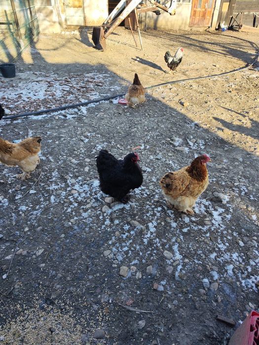 Vând găini și cocoși Cochinchina