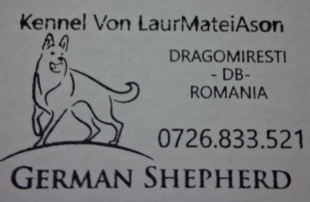 Ciobanesc german pui disponibili