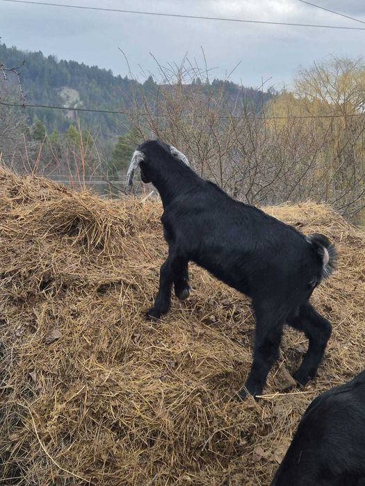 Vand ied anglo nubian