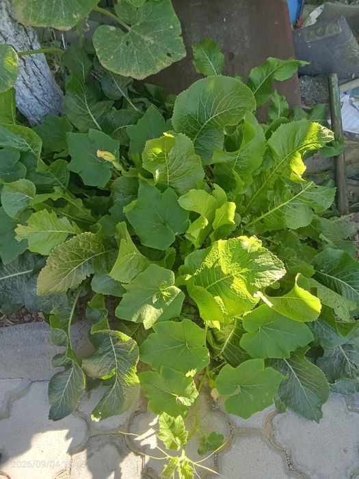 Продам кабачков и хрен