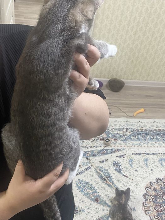 Отдам в добрые руки