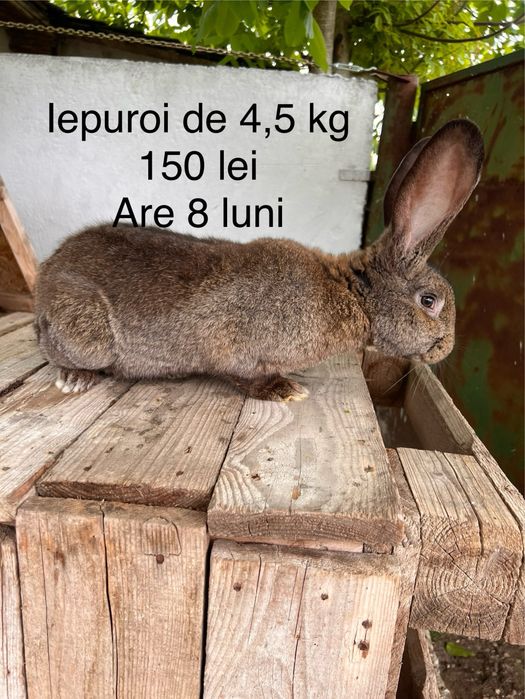 Iepuri rase diferite