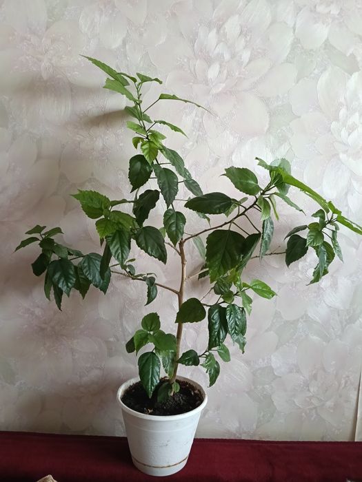 Продам комнатные цветы