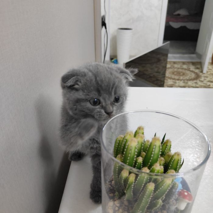 Шотланская котенок