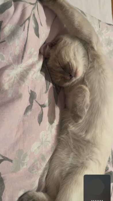 Отдаем в хорошие руки, кошка