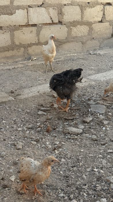 Арзан балапандар
