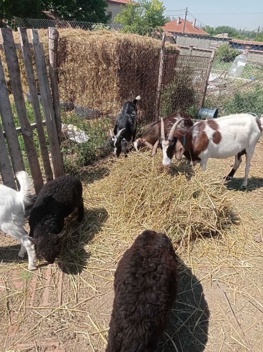 Продавам овце кози