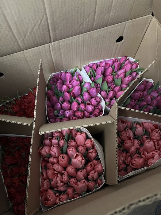 Оптом тюльпаны Астана