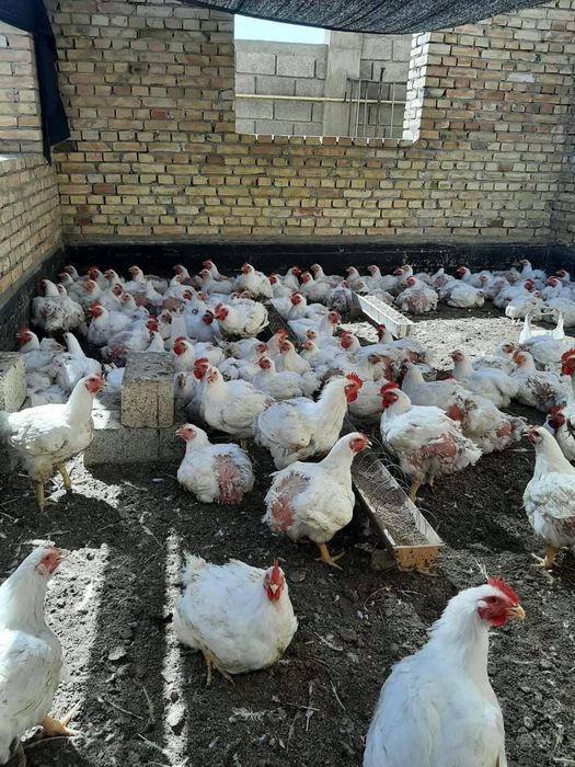 Продам домашних бройлеров