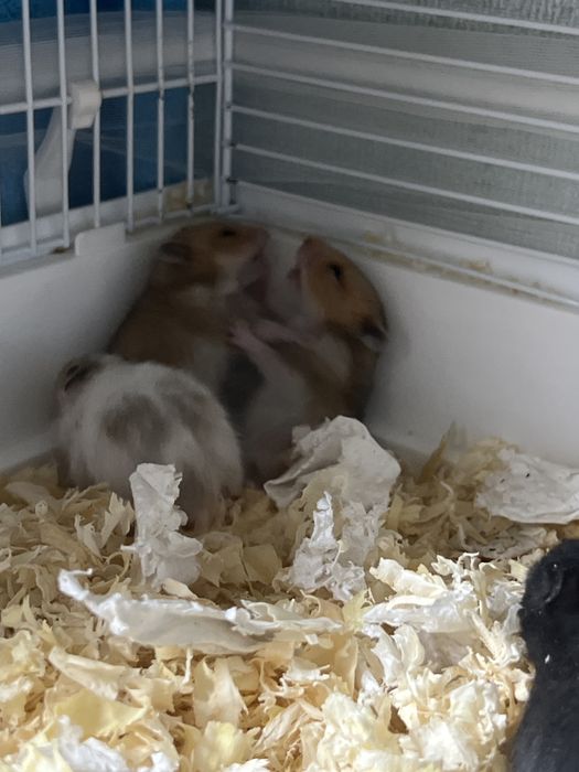 Сирийские хомячки