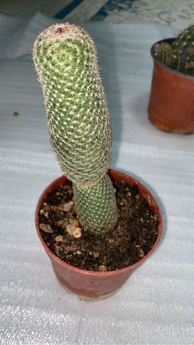 кактусы разные по 500 тенге