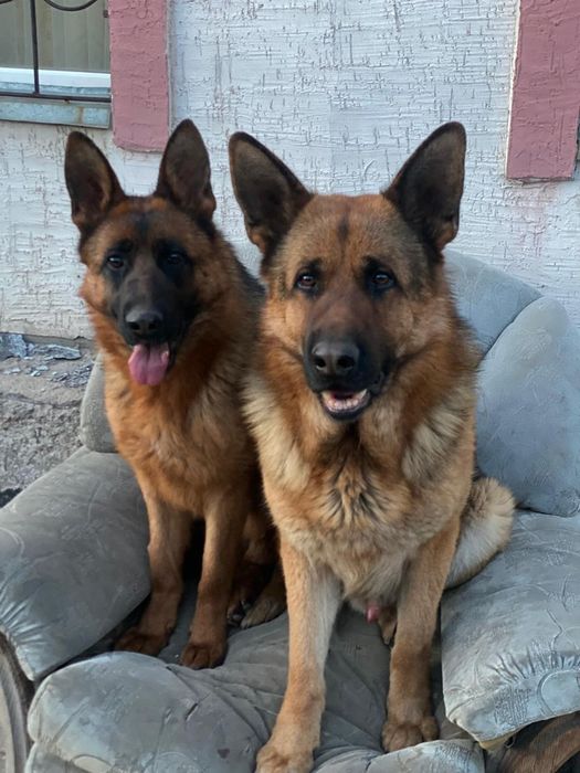 Продам щенка немецкой овчарки. Кобель