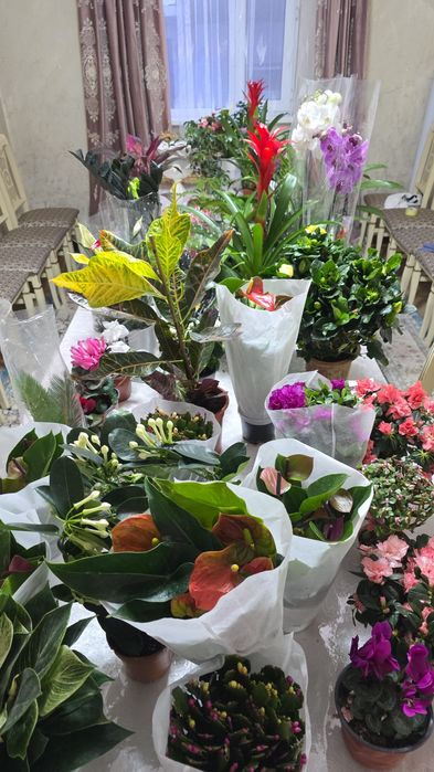 Домашние цветы светущий