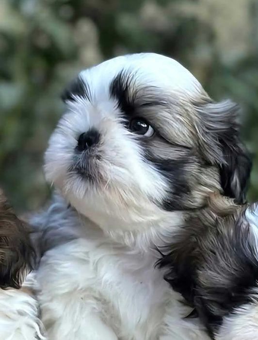 Băiețel Shih Tzu frumos
