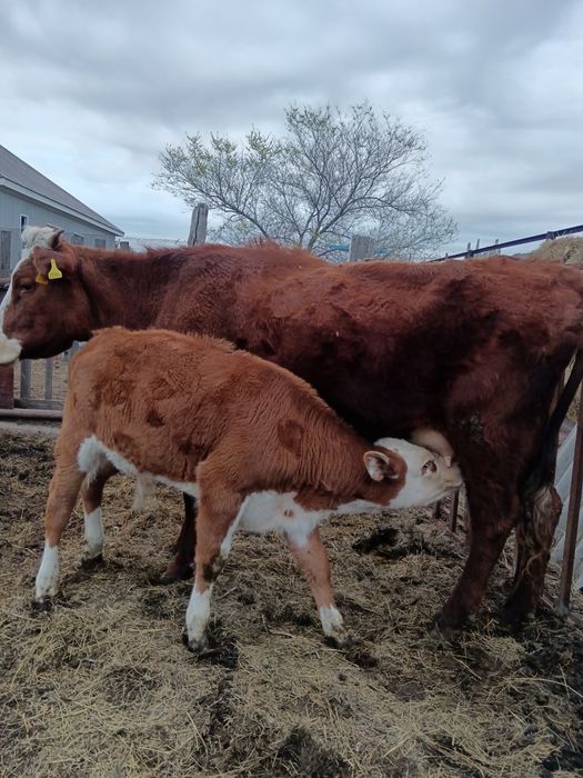 Қашар еркек бұзауымен сатылады