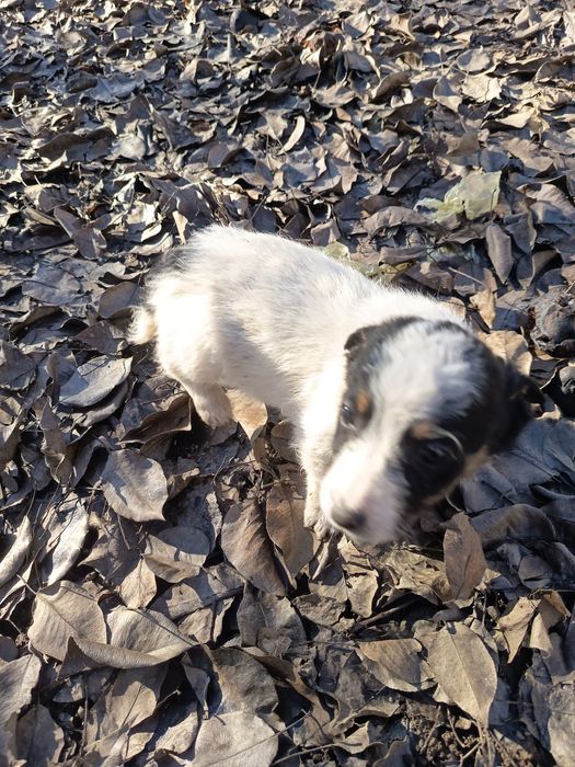 GRATIS 5 Cățelușe talie mica-medie adoptie