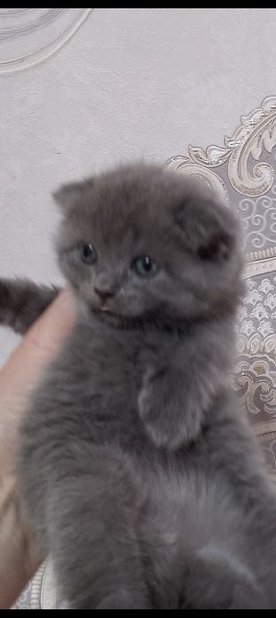 Котята шотландцы.