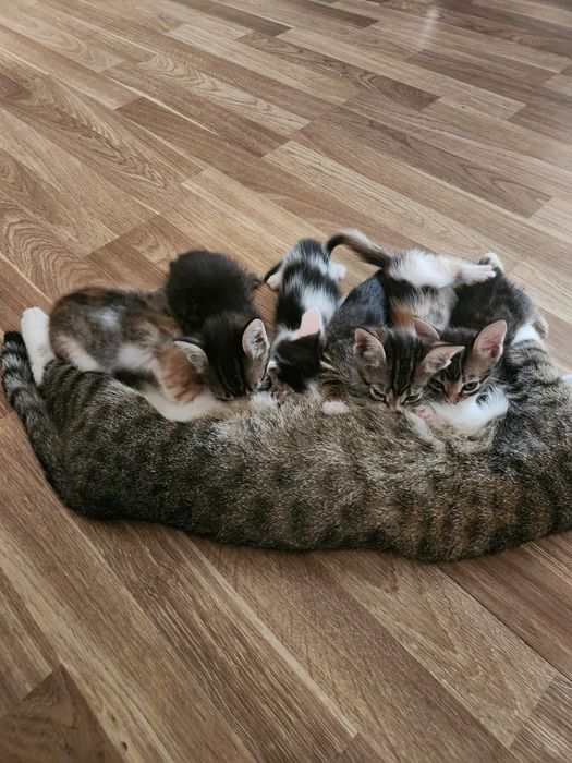 Отдам котят в добрые руки