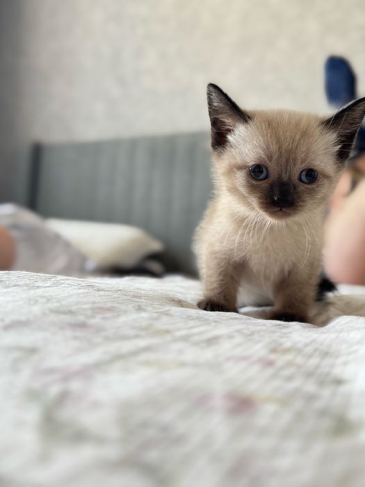 Отдам котят в добрые руки