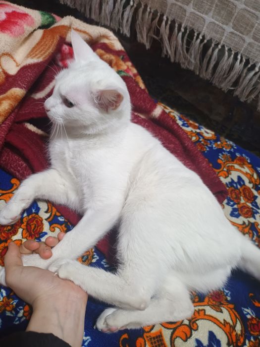 Кошка в добрые руки