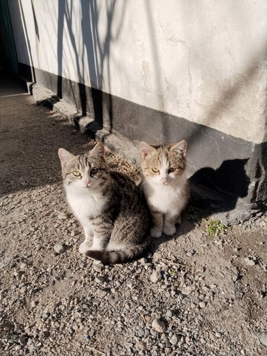 Отдам в хорошие руки