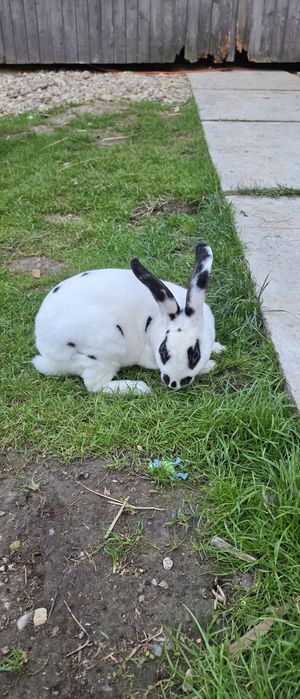 Iepure Rex dalmatian
