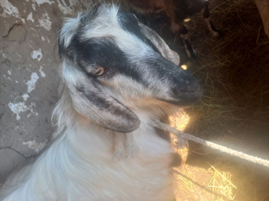 СРОЧНО!!! Продаётся Коза