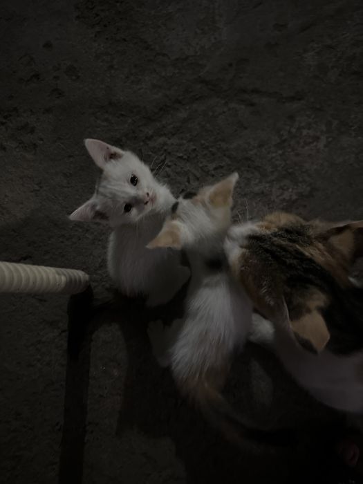 Отдаю бесплатно 2-х котят девочек!