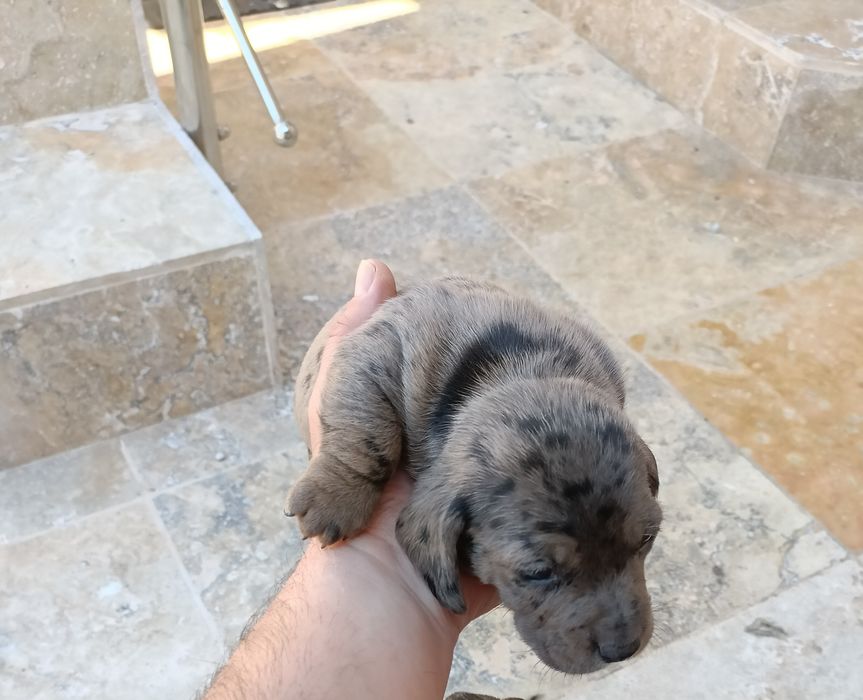 Teckel mini arlechin negru tricolor tekel toy