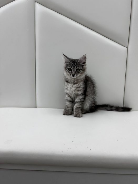 Котенок девочка 3мес