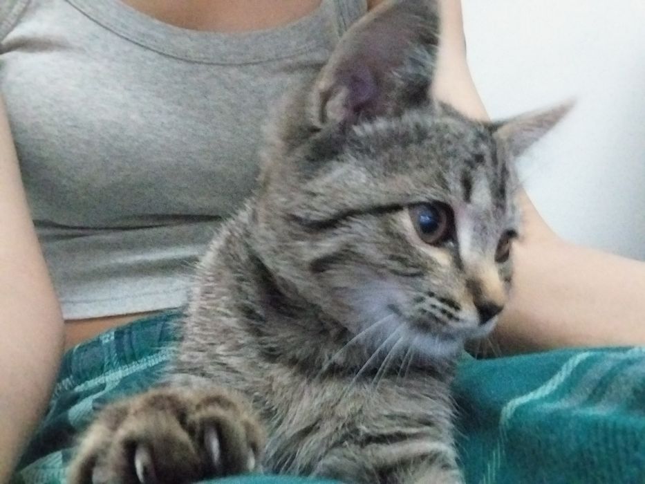Отдам котика бесплатно