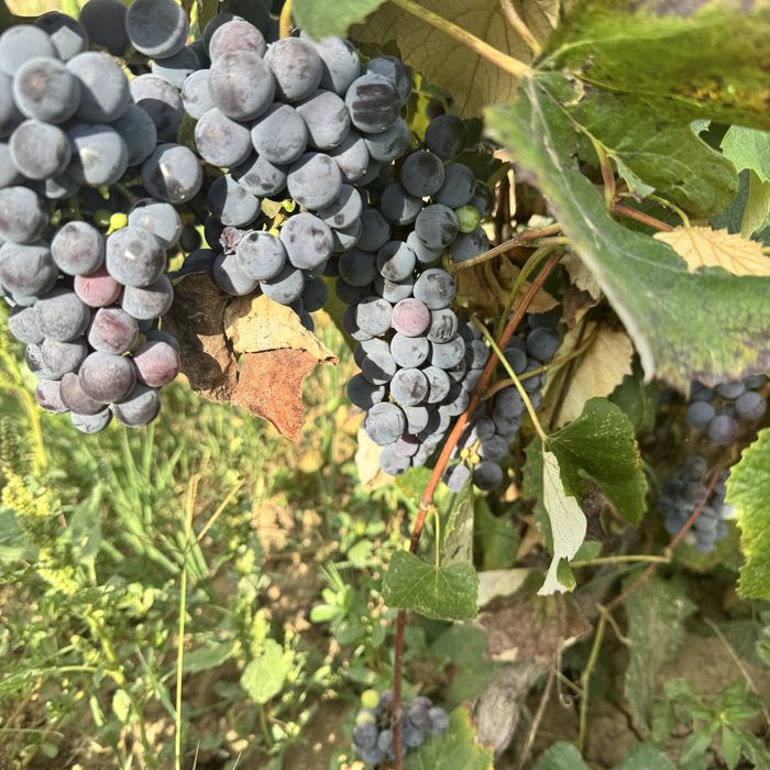 Struguri de vin