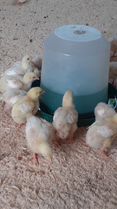 Бройлер кобб 500 сатылады