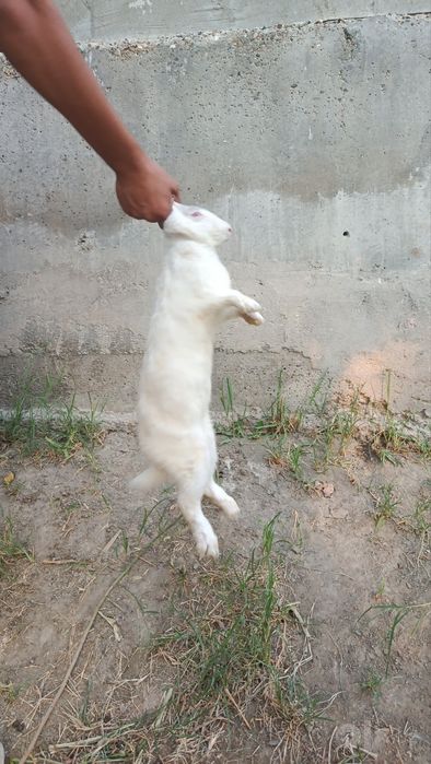 Quyonlar sotiladi