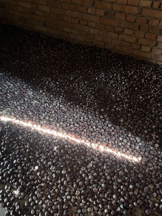 Шышка 1000 тг кг.