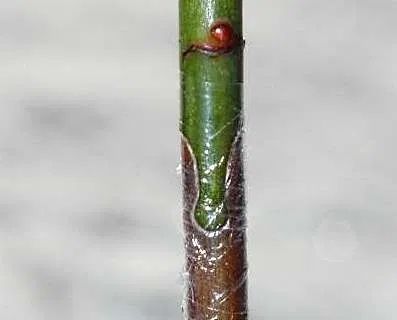 Cutit de altoit multifunctional, Banda de altoit, Nou ambalat!