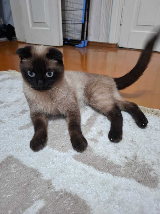 Кошка сиамская вислоухая