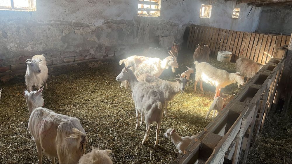 Capre Saanen, iezi, de vanzare