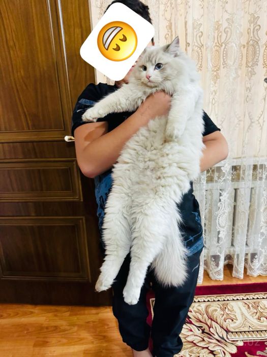 Продаются чисто кровный американский рег долл кот и кошка