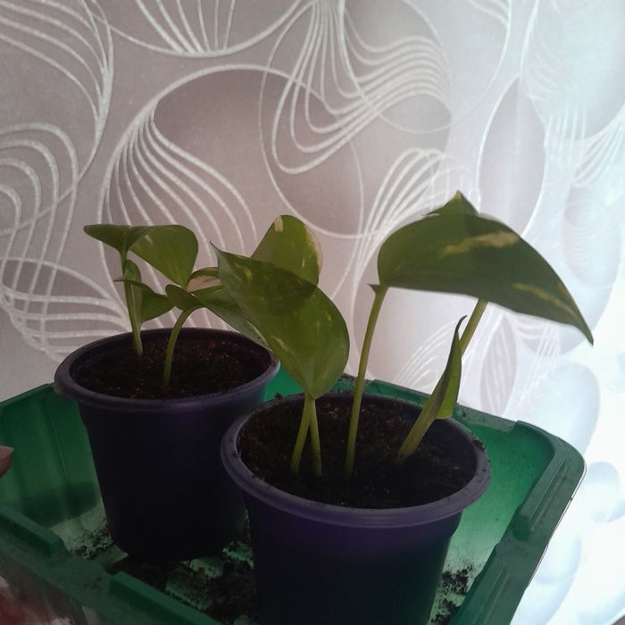 Продам комнатные цветы.