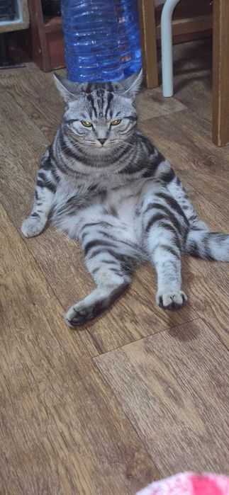 Бесплатно отдам котика