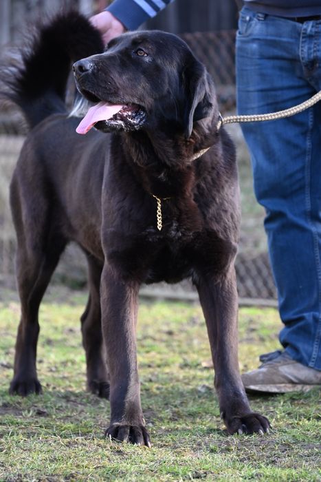 Ciobănesc de asia centrala