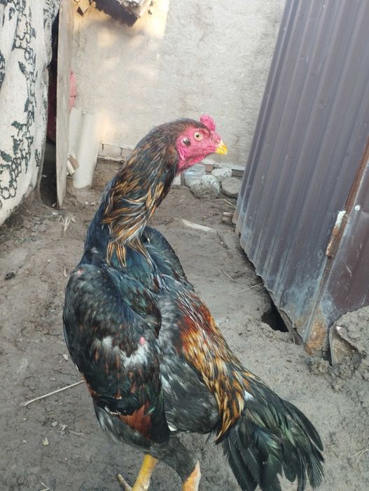 Дакан бойцовый кораз