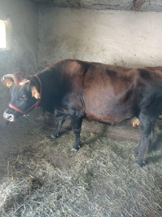 Vaci gestante de vanzare