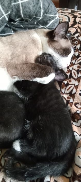 Отдам котят в хорошие руки