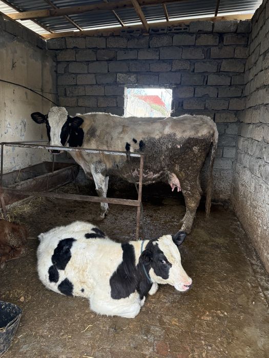 Она бола сигир сотилади. Голштейн. Буғоз 3 ойлик. Яхши сут беради.