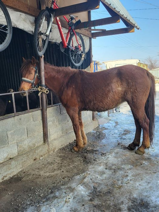 Продам кабылу 6 лет