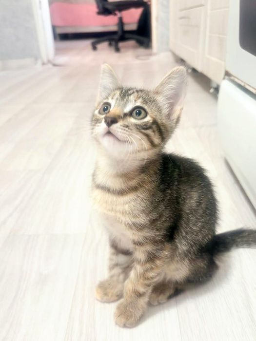 Отдам котят  в добрые руки!
