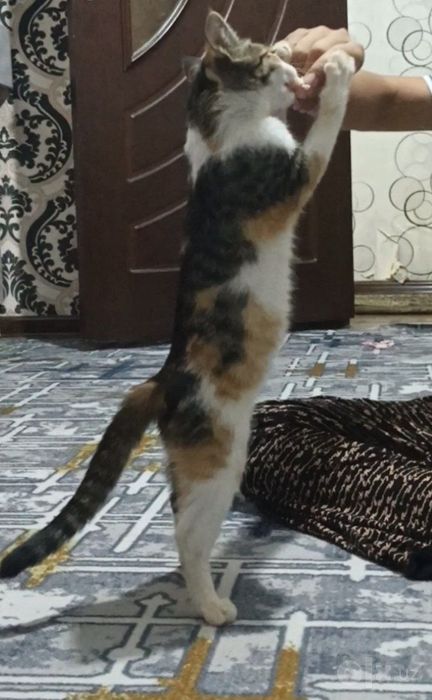 Mushukcha bepulga yaxshi qoʻllarga topshiramiz